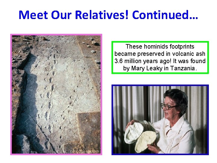 Meet Our Relatives! Continued… These hominids footprints became preserved in volcanic ash 3. 6 Meet Our Relatives! Continued… These hominids footprints became preserved in volcanic ash 3. 6