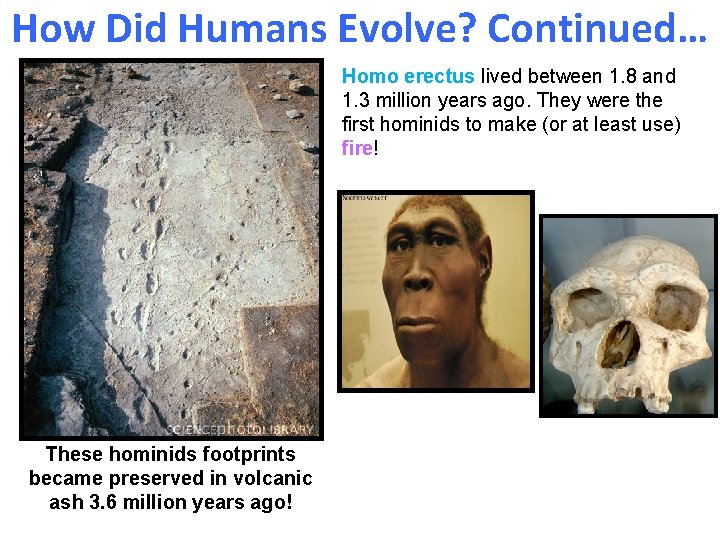 How Did Humans Evolve? Continued… Homo erectus lived between 1. 8 and 1. 3 How Did Humans Evolve? Continued… Homo erectus lived between 1. 8 and 1. 3