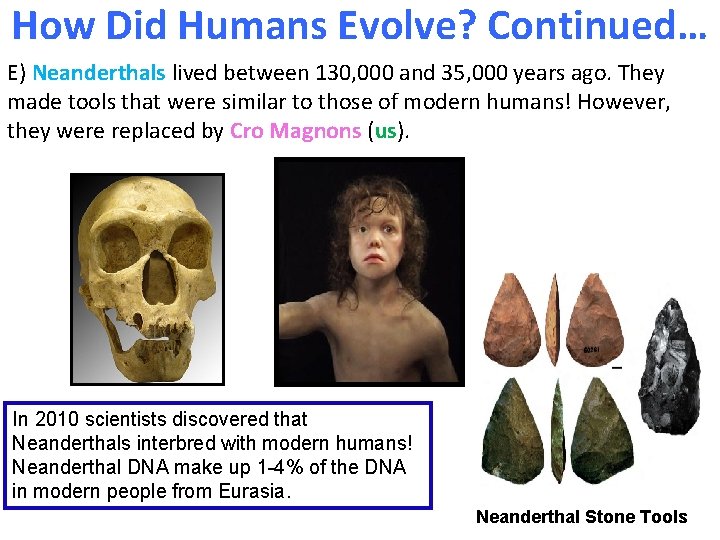 How Did Humans Evolve? Continued… E) Neanderthals lived between 130, 000 and 35, 000 How Did Humans Evolve? Continued… E) Neanderthals lived between 130, 000 and 35, 000