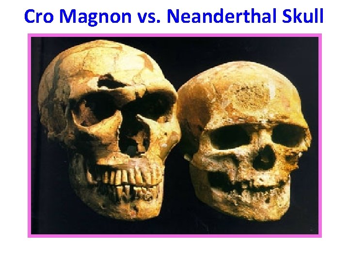 Cro Magnon vs. Neanderthal Skull Cro Magnon vs. Neanderthal Skull