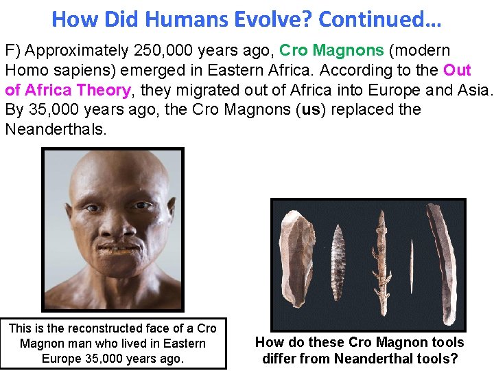 How Did Humans Evolve? Continued… F) Approximately 250, 000 years ago, Cro Magnons (modern How Did Humans Evolve? Continued… F) Approximately 250, 000 years ago, Cro Magnons (modern