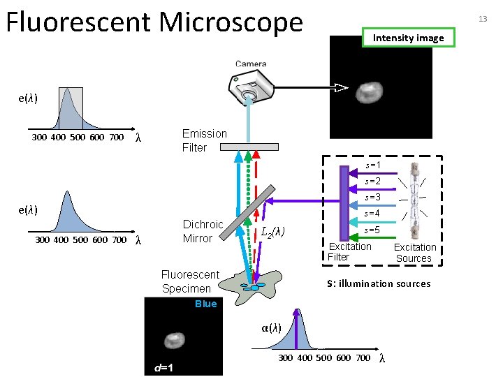 Fluorescent Microscope 13 Intensity image e(λ) 300 400 500 600 700 λ Emission Filter