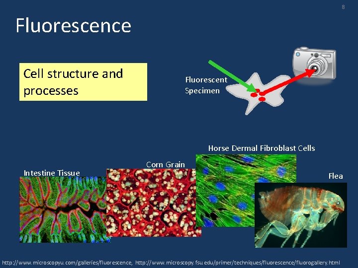 8 Fluorescence Cell structure and processes Fluorescent Specimen Horse Dermal Fibroblast Cells Intestine Tissue