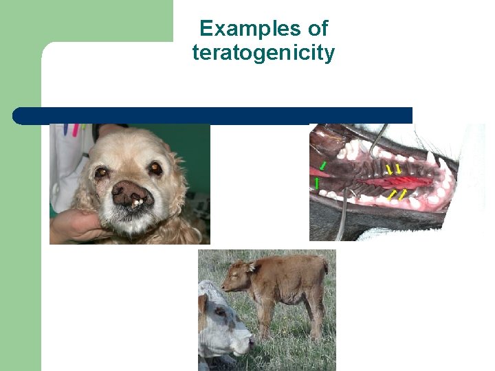 Examples of teratogenicity 