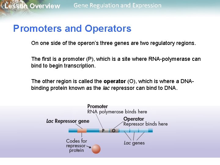 Lesson Overview Gene Regulation and Expression Promoters and Operators On one side of the
