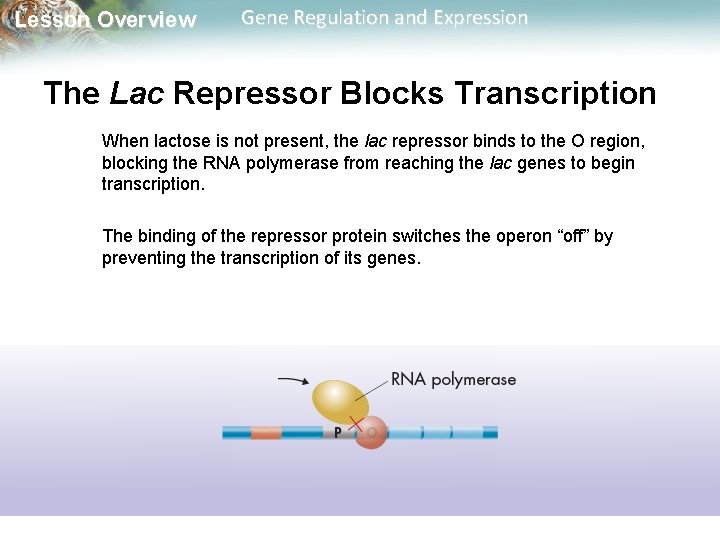Lesson Overview Gene Regulation and Expression The Lac Repressor Blocks Transcription When lactose is