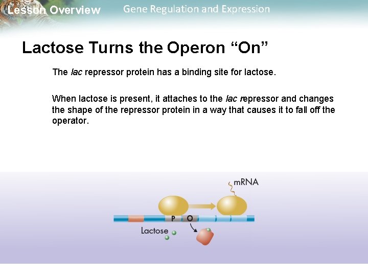Lesson Overview Gene Regulation and Expression Lesson Overview