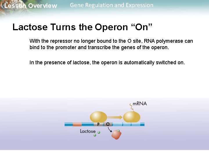 Lesson Overview Gene Regulation and Expression Lactose Turns the Operon “On” With the repressor