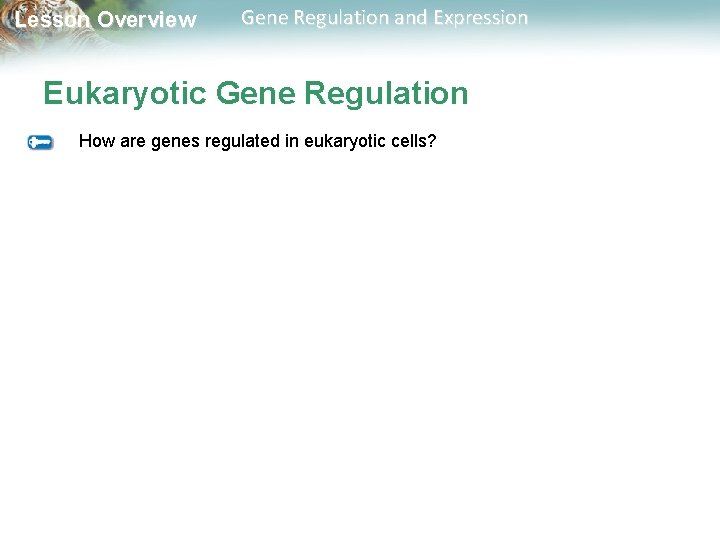 Lesson Overview Gene Regulation and Expression Eukaryotic Gene Regulation How are genes regulated in