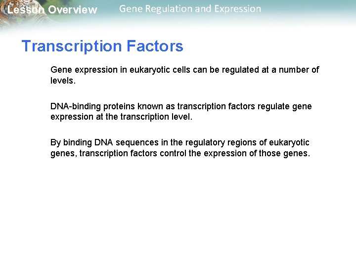 Lesson Overview Gene Regulation and Expression Transcription Factors Gene expression in eukaryotic cells can