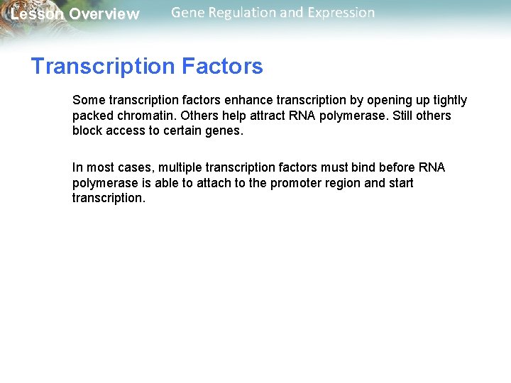 Lesson Overview Gene Regulation and Expression Transcription Factors Some transcription factors enhance transcription by