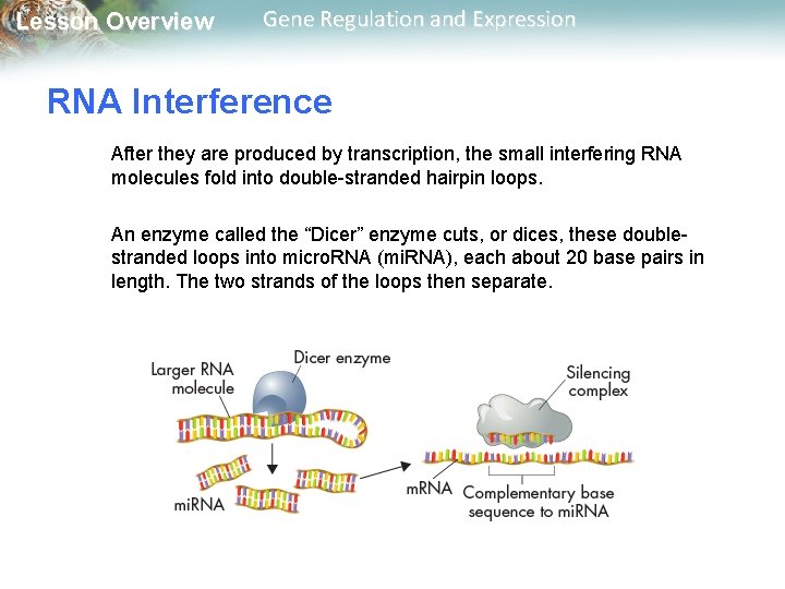 Lesson Overview Gene Regulation and Expression RNA Interference After they are produced by transcription,