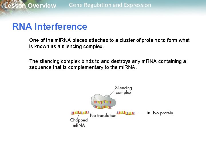 Lesson Overview Gene Regulation and Expression RNA Interference One of the mi. RNA pieces