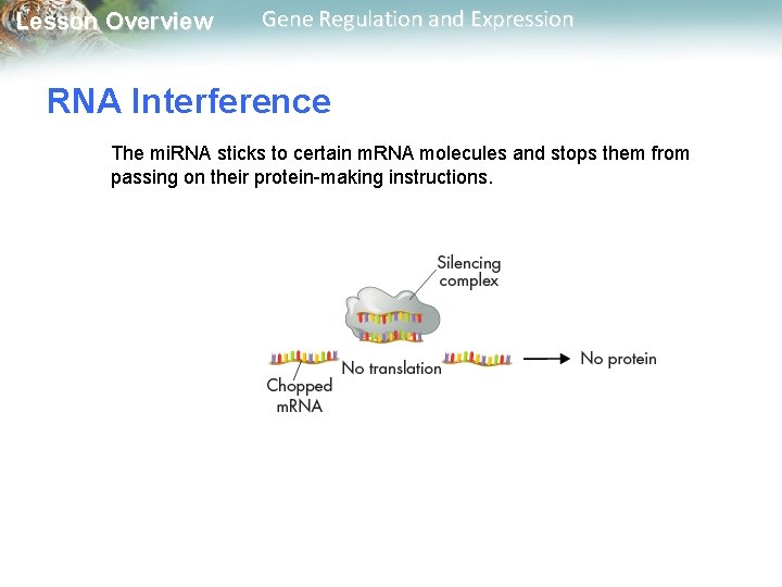 Lesson Overview Gene Regulation and Expression RNA Interference The mi. RNA sticks to certain