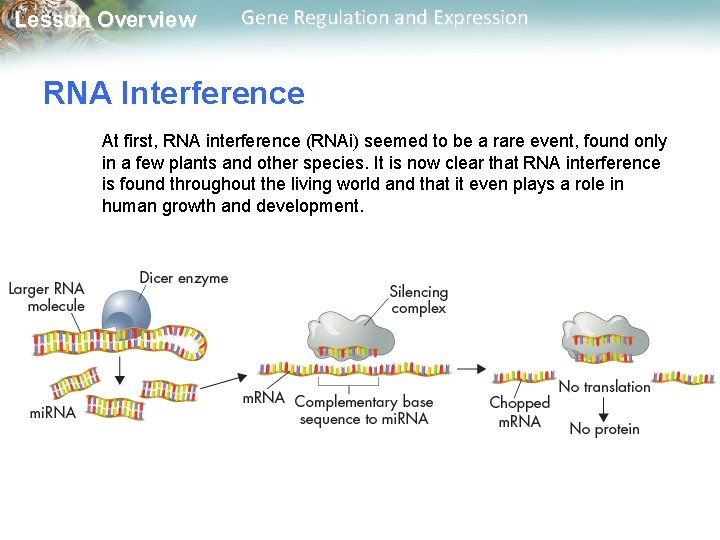 Lesson Overview Gene Regulation and Expression RNA Interference At first, RNA interference (RNAi) seemed
