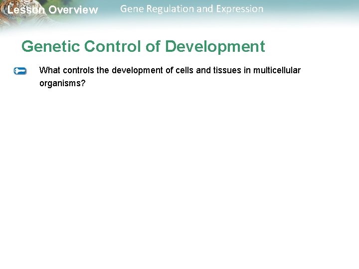 Lesson Overview Gene Regulation and Expression Genetic Control of Development What controls the development