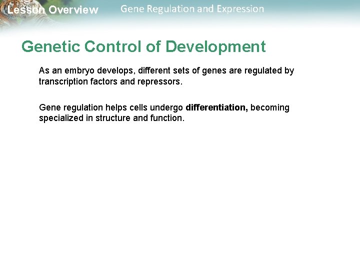 Lesson Overview Gene Regulation and Expression Genetic Control of Development As an embryo develops,