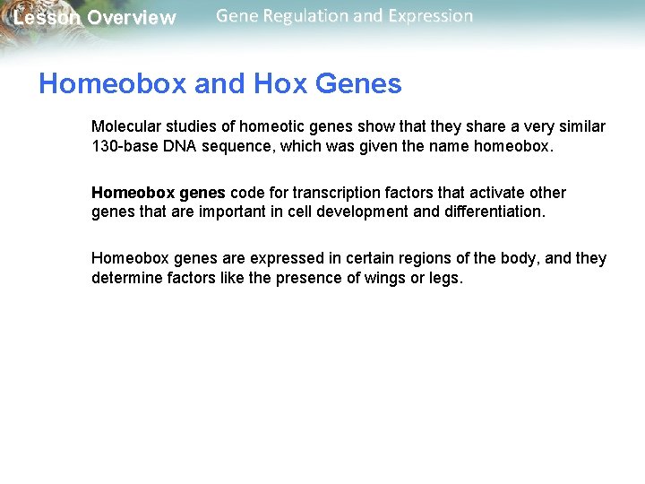 Lesson Overview Gene Regulation and Expression Homeobox and Hox Genes Molecular studies of homeotic