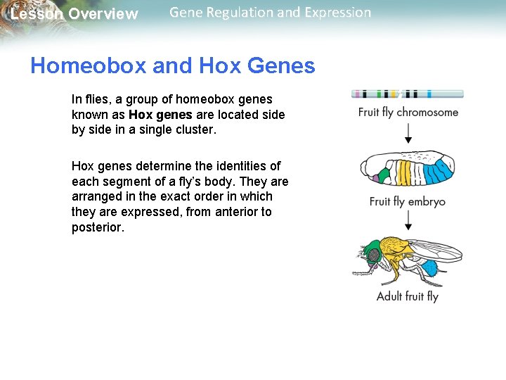 Lesson Overview Gene Regulation and Expression Homeobox and Hox Genes In flies, a group