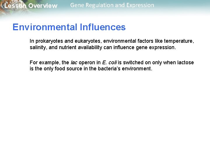 Lesson Overview Gene Regulation and Expression Environmental Influences In prokaryotes and eukaryotes, environmental factors