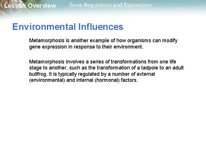 Lesson Overview Gene Regulation and Expression Environmental Influences Metamorphosis is another example of how