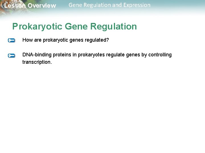 Lesson Overview Gene Regulation and Expression Prokaryotic Gene Regulation How are prokaryotic genes regulated?