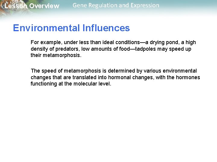 Lesson Overview Gene Regulation and Expression Environmental Influences For example, under less than ideal