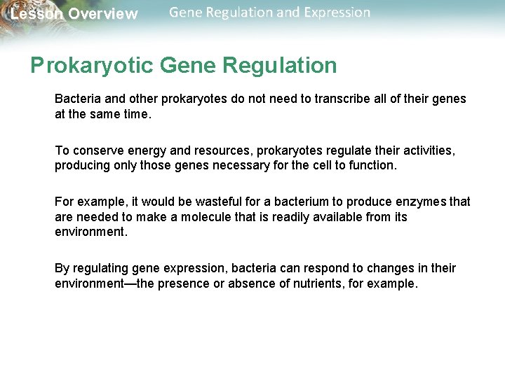 Lesson Overview Gene Regulation and Expression Prokaryotic Gene Regulation Bacteria and other prokaryotes do