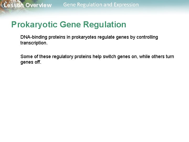 Lesson Overview Gene Regulation and Expression Prokaryotic Gene Regulation DNA-binding proteins in prokaryotes regulate