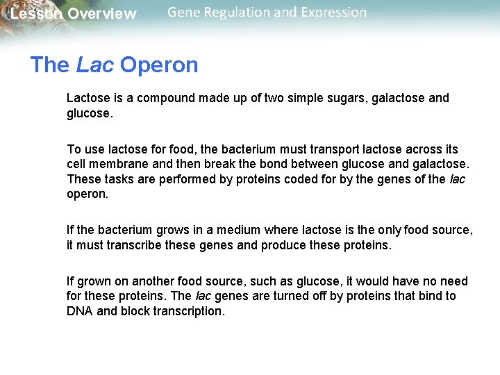 Lesson Overview Gene Regulation and Expression The Lac Operon Lactose is a compound made