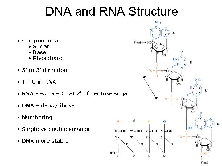DNA and RNA Structure • Components: • Sugar • Base • Phosphate • 5’