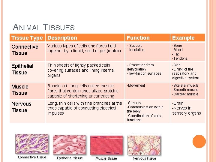 ANIMAL TISSUES Tissue Type Description Function Example Connective Tissue Various types of cells and