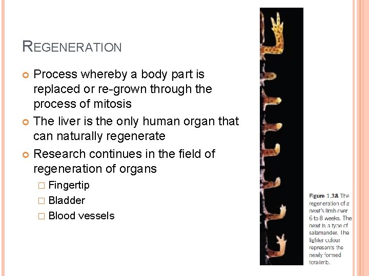 REGENERATION Process whereby a body part is replaced or re-grown through the process of