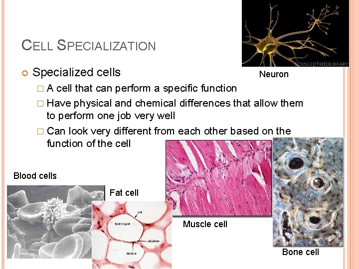 CELL SPECIALIZATION Specialized cells Neuron � A cell that can perform a specific function