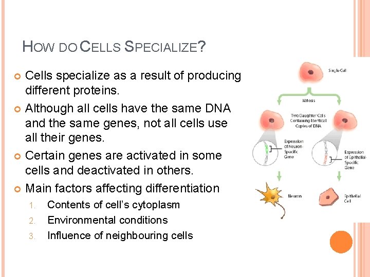 HOW DO CELLS SPECIALIZE? Cells specialize as a result of producing different proteins. Although