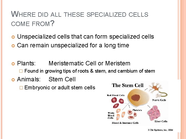 WHERE DID ALL THESE SPECIALIZED CELLS COME FROM? Unspecialized cells that can form specialized