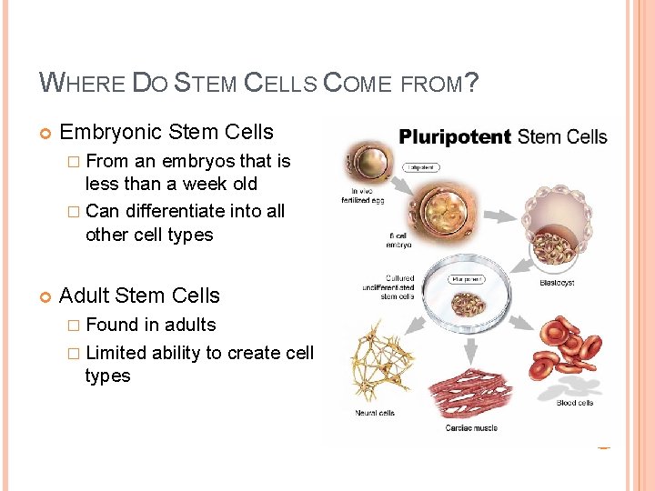 WHERE DO STEM CELLS COME FROM? Embryonic Stem Cells � From an embryos that