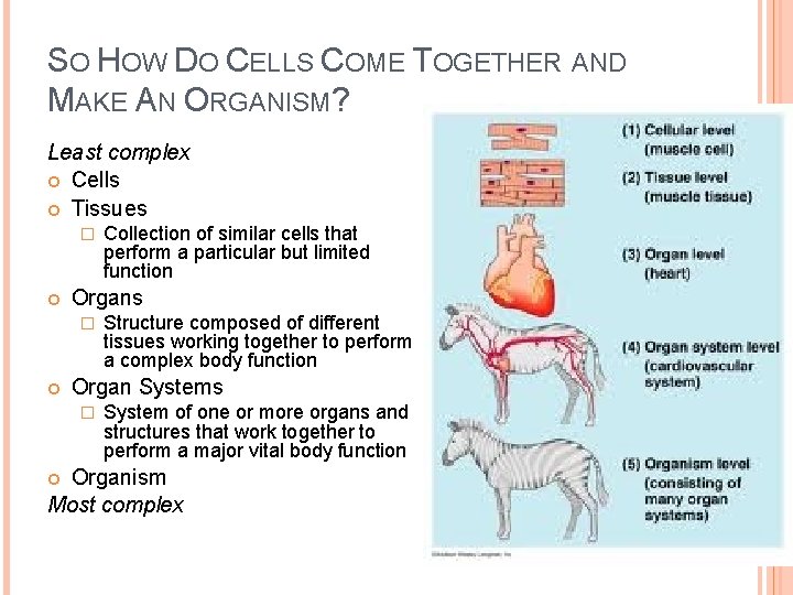 SO HOW DO CELLS COME TOGETHER AND MAKE AN ORGANISM? Least complex Cells Tissues