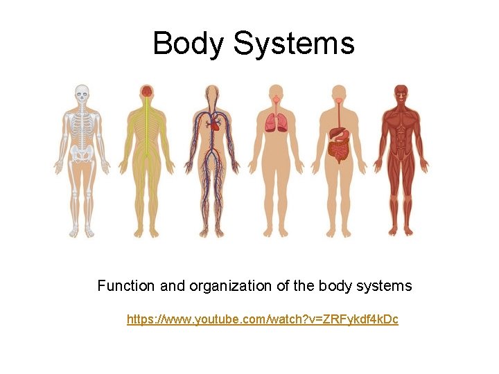 Body Systems Function and organization of the body systems https: //www. youtube. com/watch? v=ZRFykdf