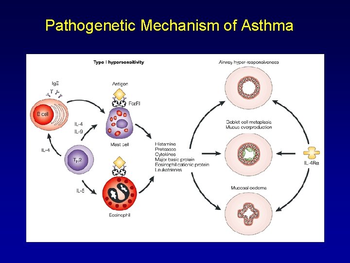 Pathogenetic Mechanism of Asthma 