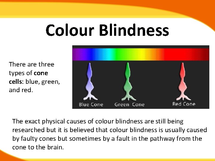 Colour Blindness There are three types of cone cells: blue, green, and red. The
