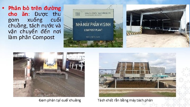  • Phân bò trên đường cho ăn: Được thu gom xuống cuối chuồng,