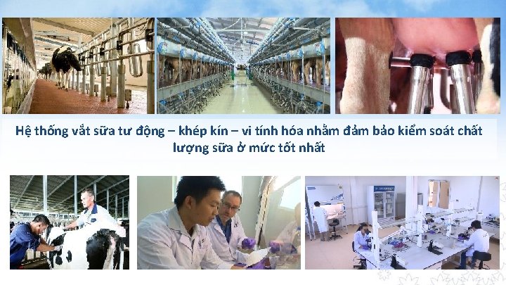 Hệ thống vắt sữa tư động – khép kín – vi tính hóa nhằm