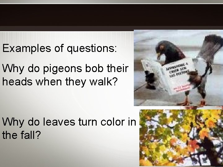 Examples of questions: Why do pigeons bob their heads when they walk? Why do