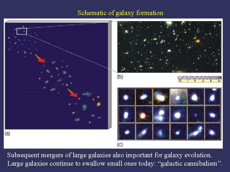 Schematic of galaxy formation Subsequent mergers of large galaxies also important for galaxy evolution.