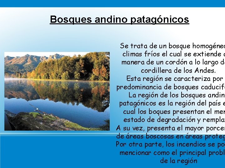 Bosques andino patagónicos Se trata de un bosque homogéneo climas fríos el cual se