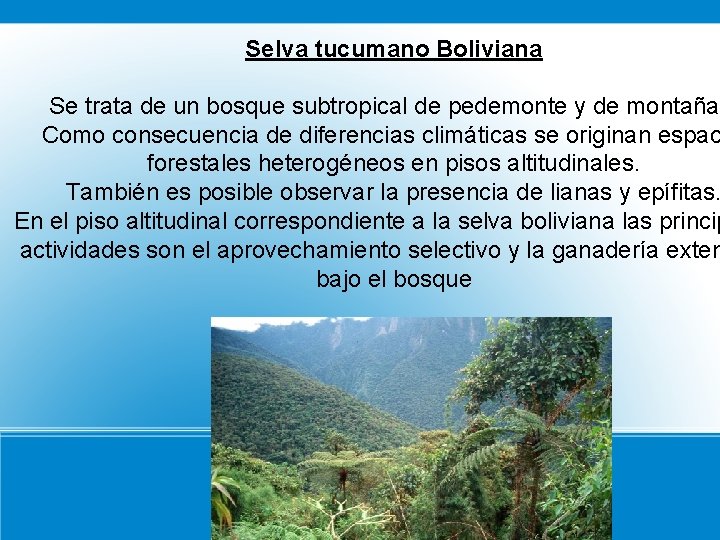 Selva tucumano Boliviana Se trata de un bosque subtropical de pedemonte y de montañas