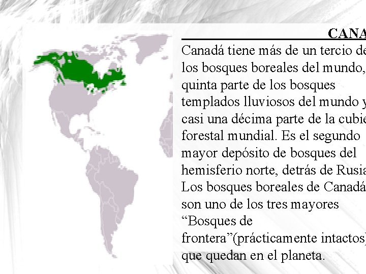 CANA Canadá tiene más de un tercio de los bosques boreales del mundo, quinta
