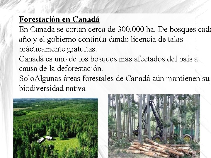 Forestación en Canadá En Canadá se cortan cerca de 300. 000 ha. De bosques