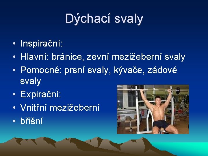 Dýchací svaly • Inspirační: • Hlavní: bránice, zevní mezižeberní svaly • Pomocné: prsní svaly,